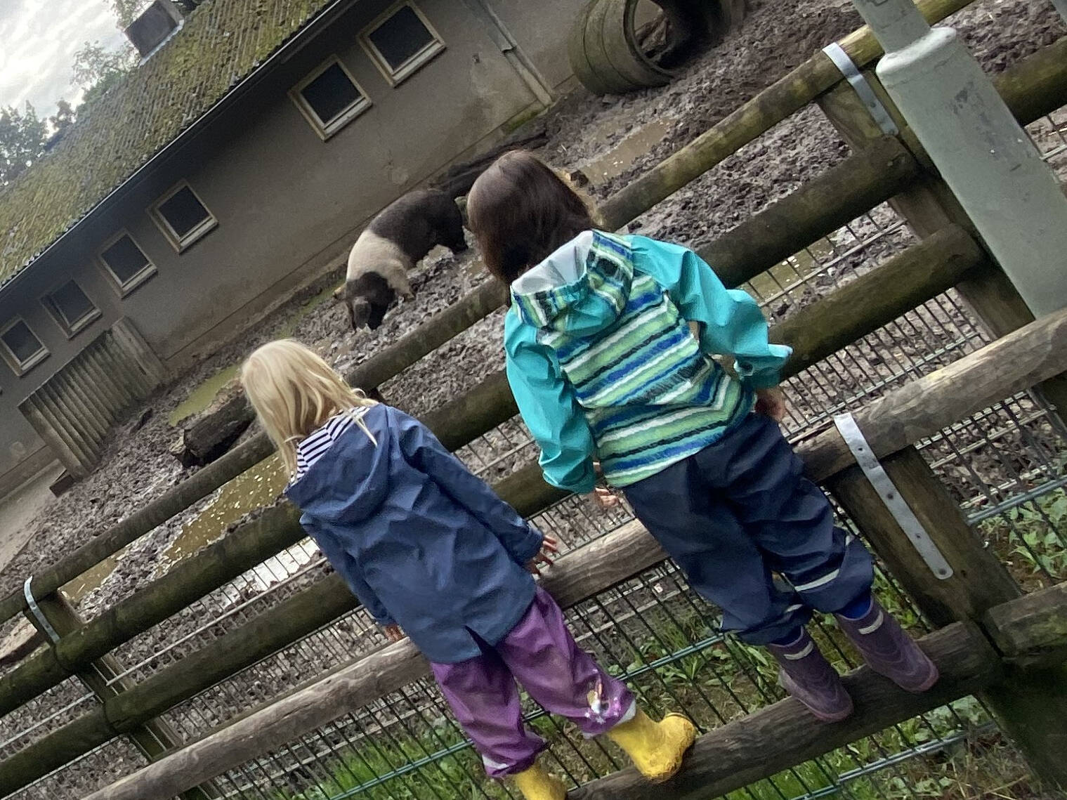 Zwei Kinder stehen auf einem Zaun und schauen zu den Tieren.