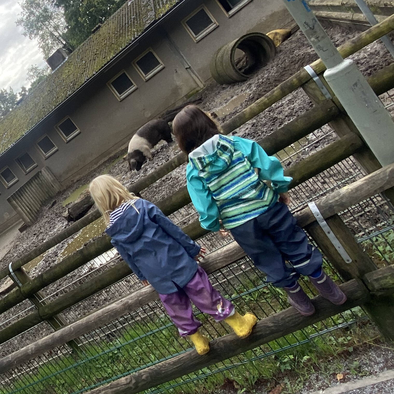 Zwei Kinder stehen auf einem Zaun und schauen zu den Tieren.
