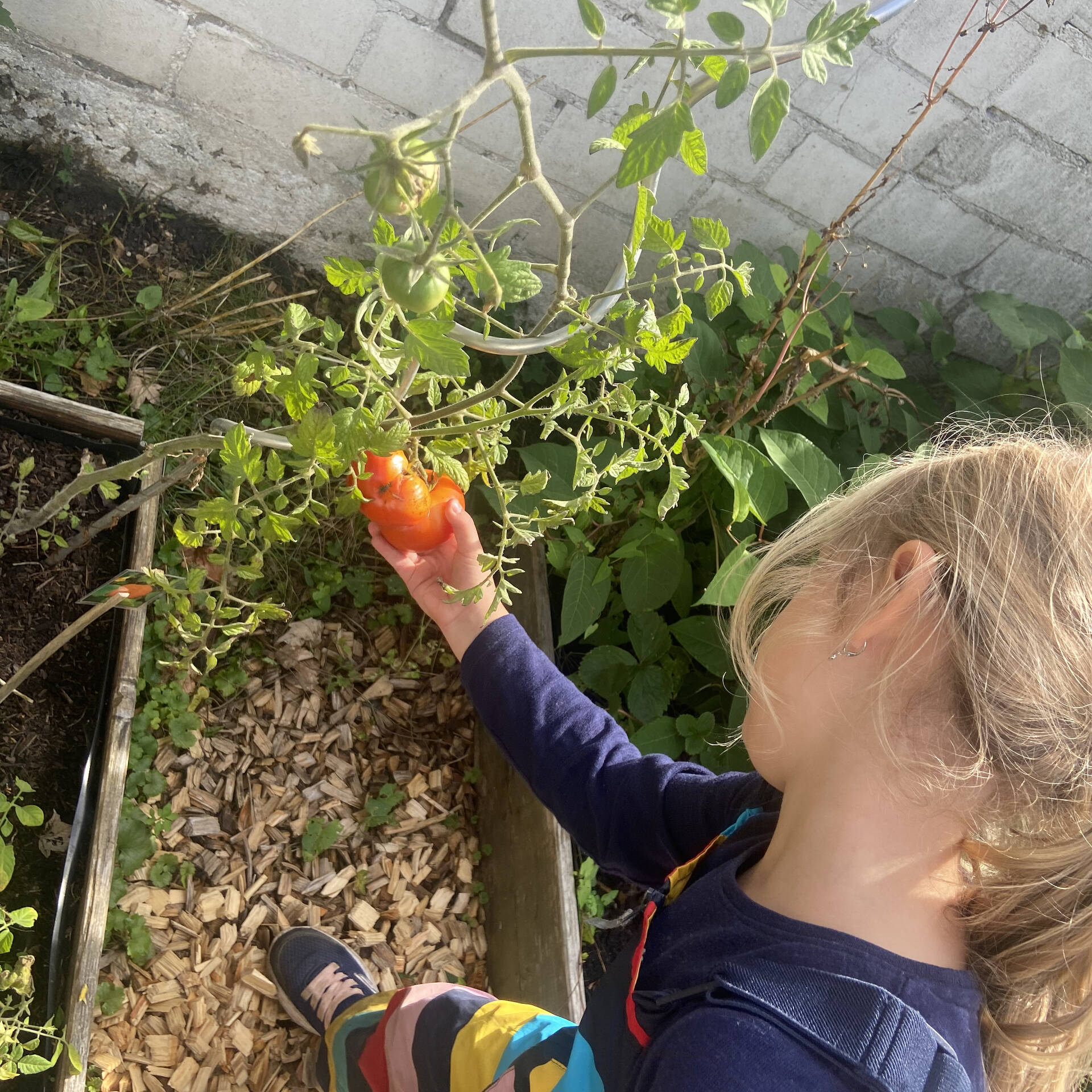 Ein Kind hat eine Tomat in der Hand die am Strauch hängt.