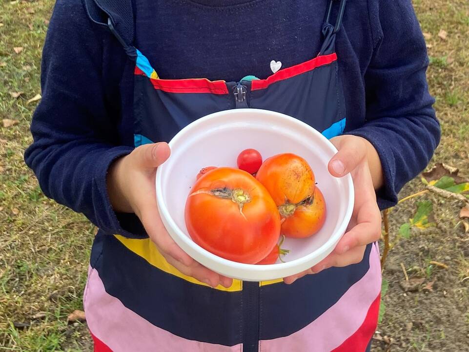 Ein Kind hält in einer Schale Tomaten in den Händen.