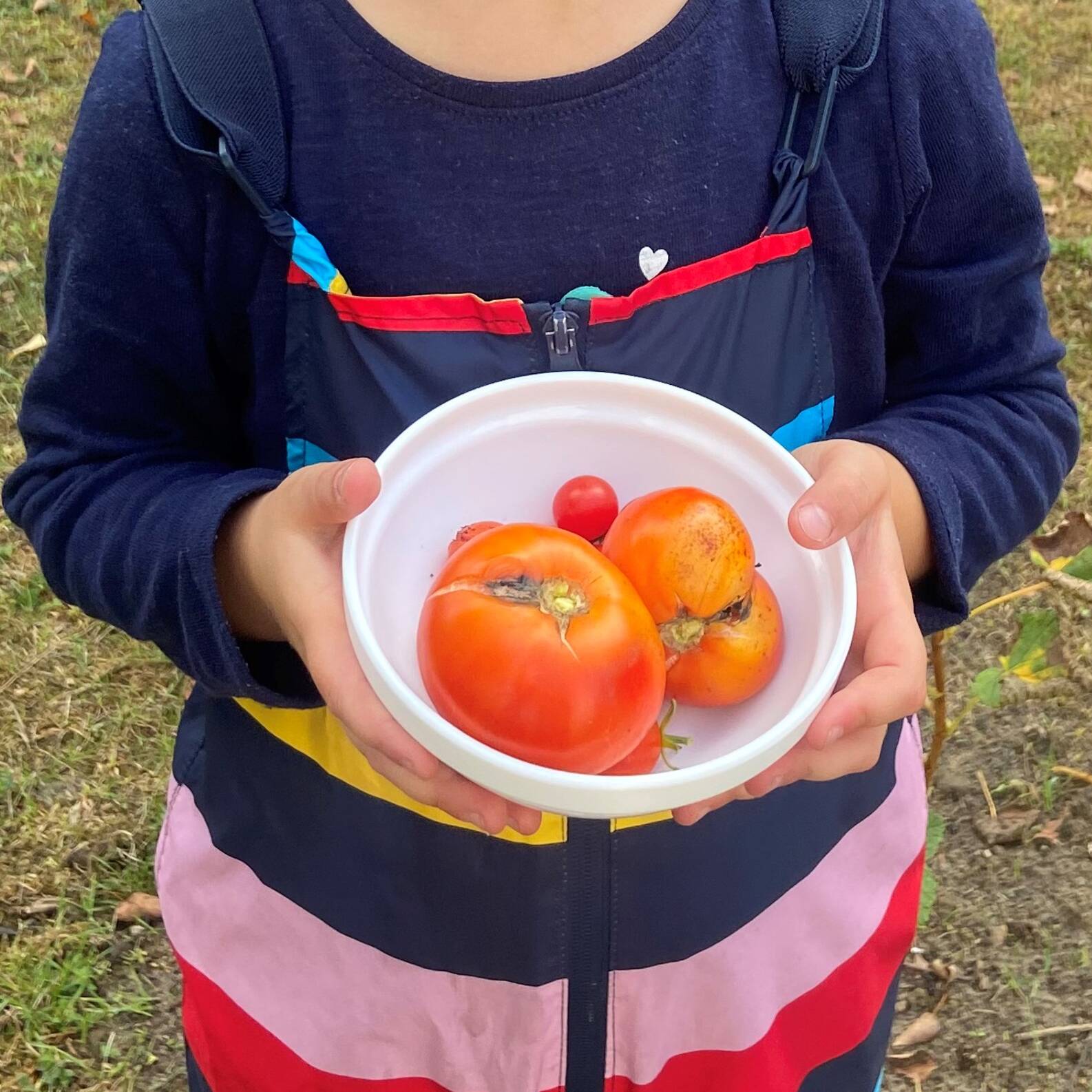 Ein Kind hält in einer Schale Tomaten in den Händen.