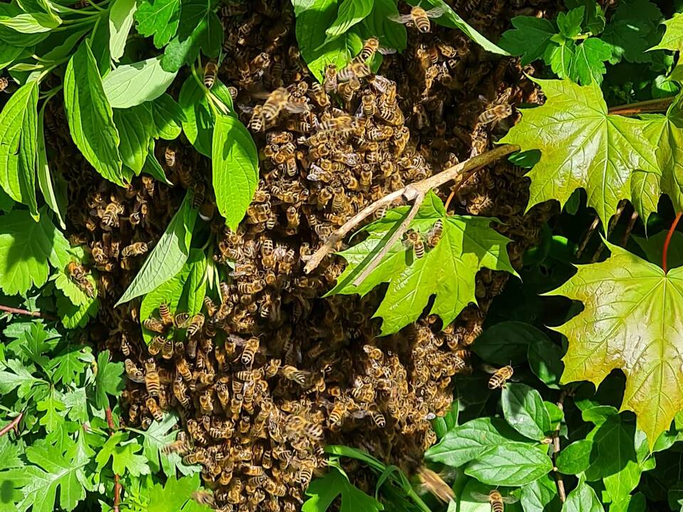 Bienen in einer Hecke.