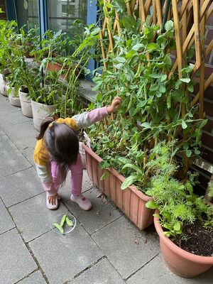 Ein Mädchen legt die abgetrennten Erbsen auf den Boden.