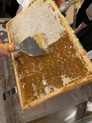 Die Bienenwaben werden aus dem Rahmen gescharbt.