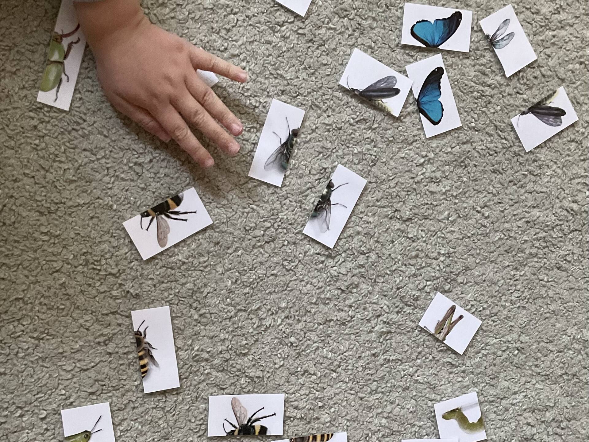 Karten mit je einer Hälte eines Insektes darauf.