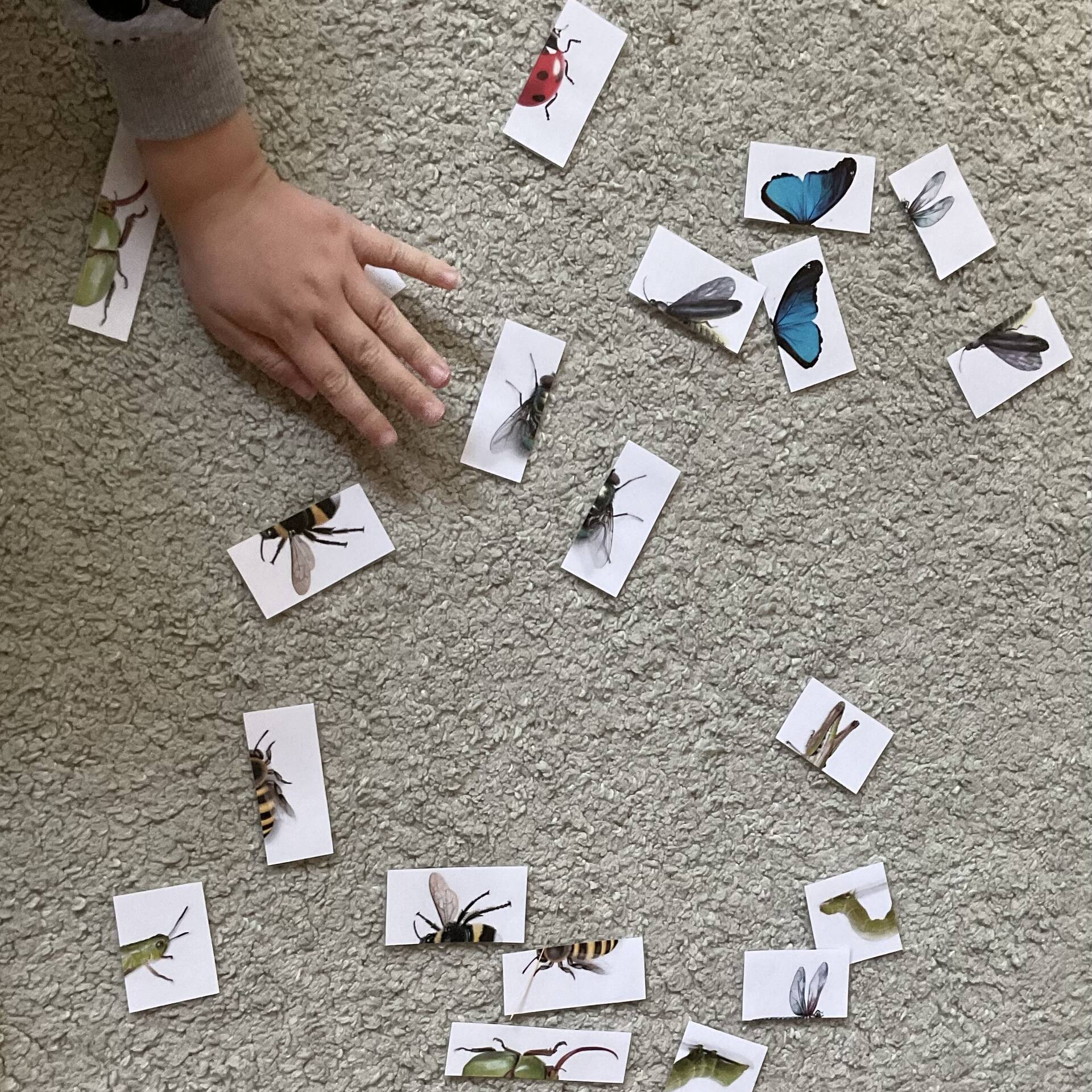Karten mit je einer Hälte eines Insektes darauf.