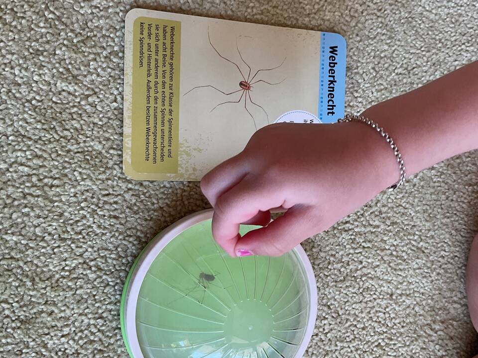 Ein Weberknecht in einer Falle.