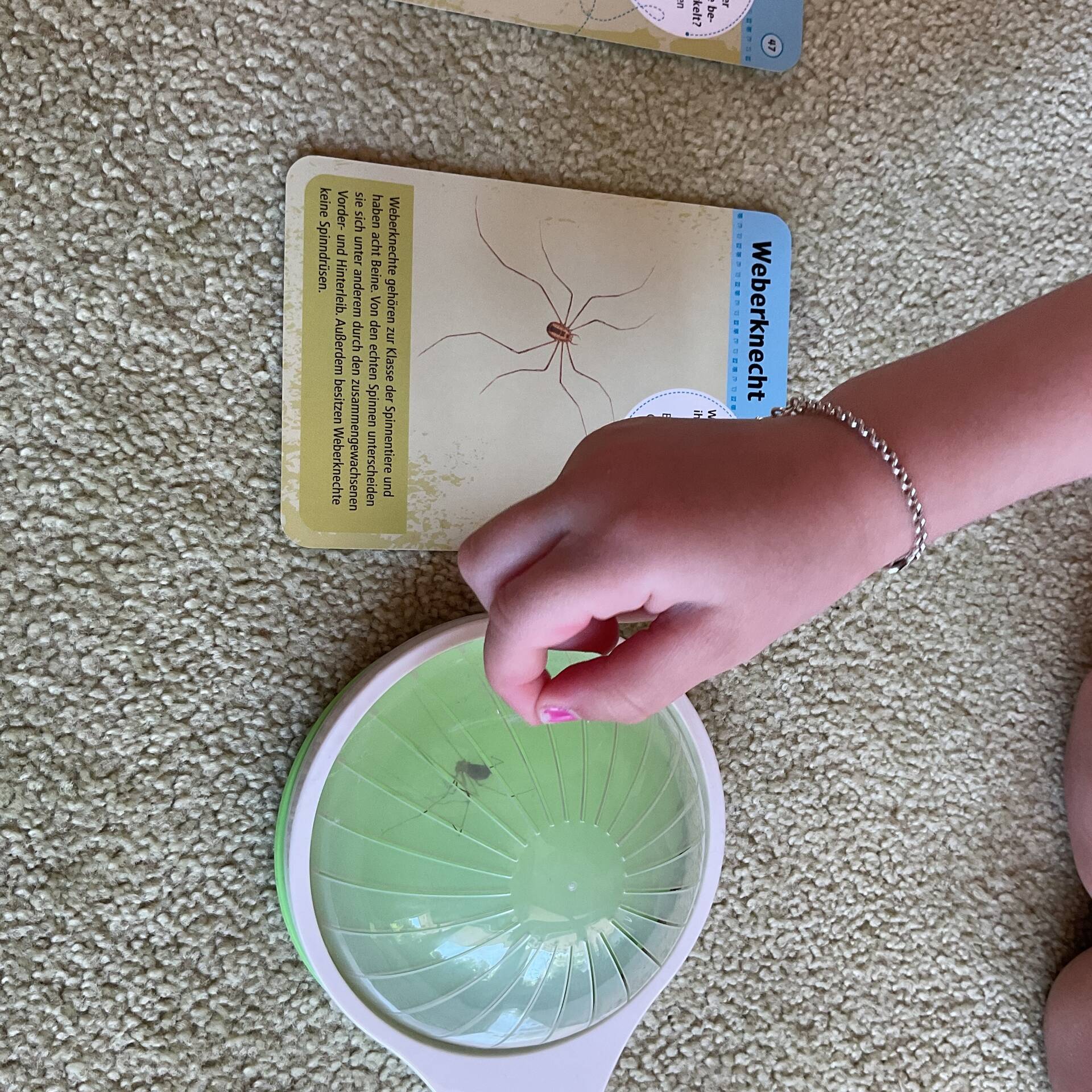 Ein Weberknecht in einer Falle.