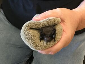 jemand hat in einem Tuch eingewickelt eine Fledermaus in den Händen.