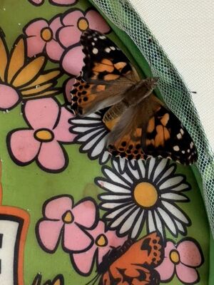 Ein Schmetterling 