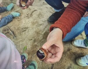 eine Hand hält eine Kastanie