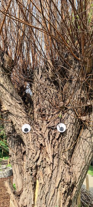 Ein Baum mit zwei aufgeklebten Augen