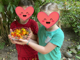 Frische Tomaten aus dem Kita-Garten