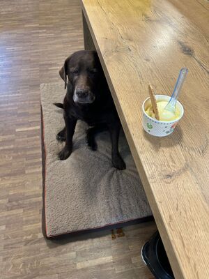 Ein Hund sitzt unter einem Tisch und auf dem Tisch steht ein Eis.