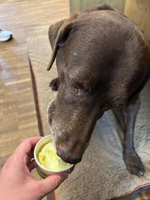 Ein Hund leckt Eis aus einem Becher
