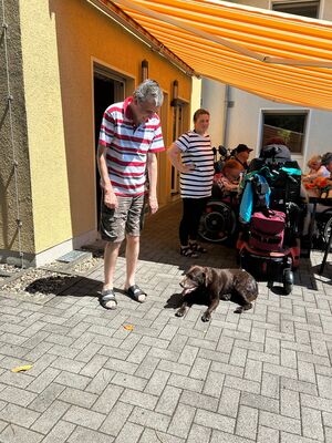 Ein Mann schaut einen braunen Labrador an.