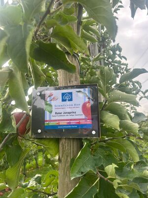 Ein Schild am Apfelbaum welches die Sorte nennt.