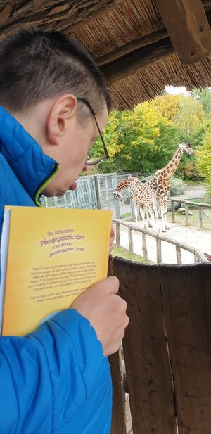 Ein Mann schaut sich Giraffen an.